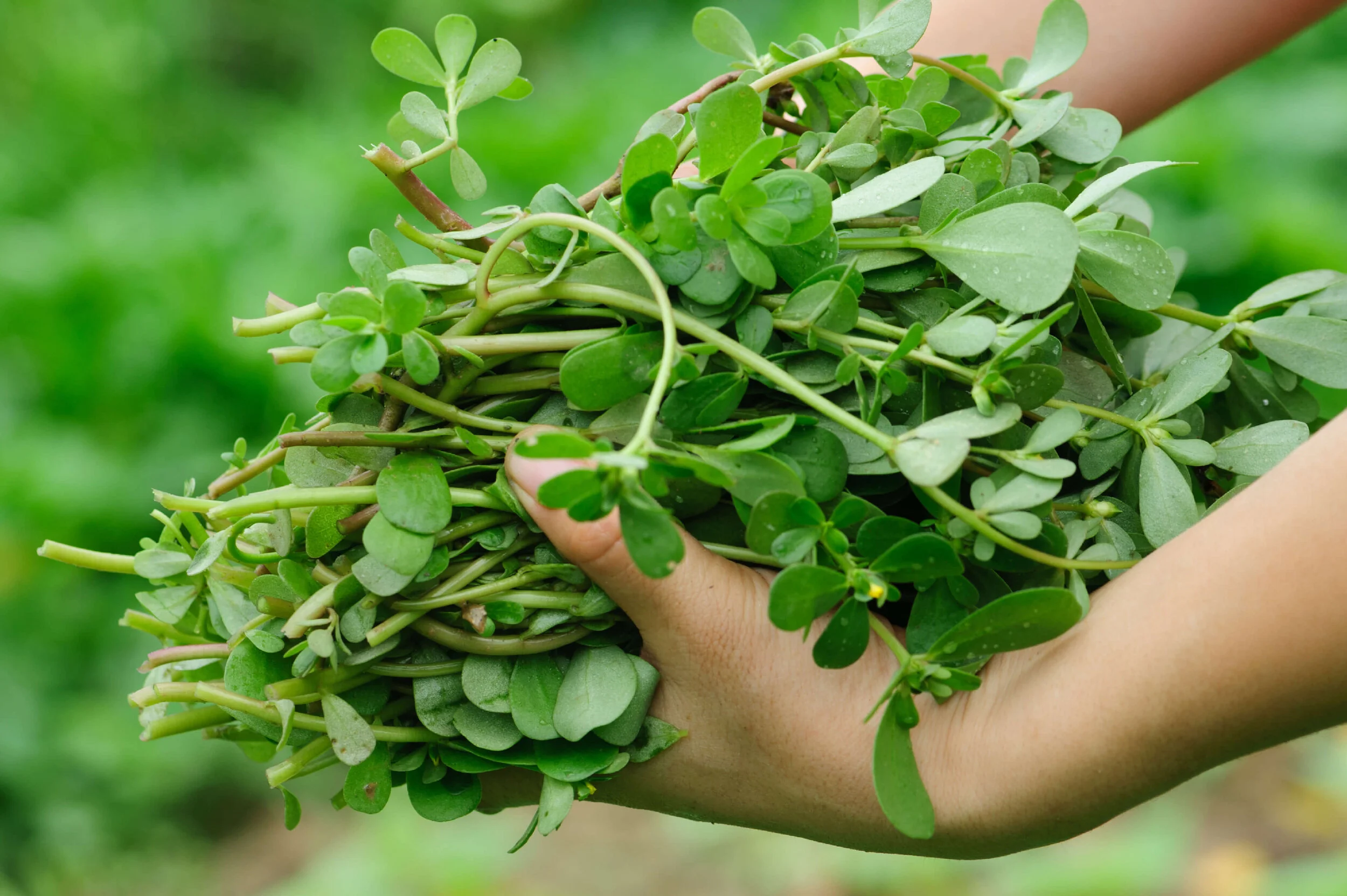 Is Purslane Edible Waltraud Unger Health and Transformation